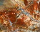 Beautiful x Araucaria Petrified Wood Slab #6754-1